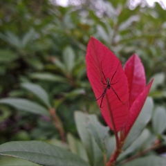 IMGP0161