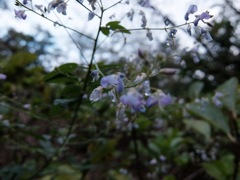 DSCF1003