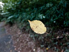 DSCF0994