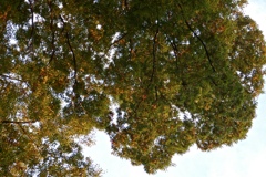 fullsizeoutput_98f4