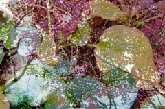 DSCF1517