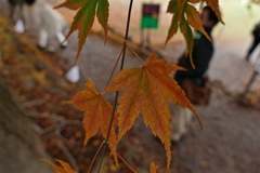 P1010593