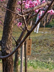 fullsizeoutput_8264