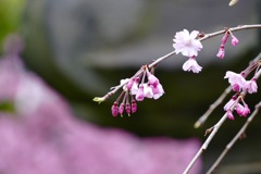 P1030406