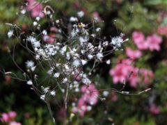 DSCF0741 (1)