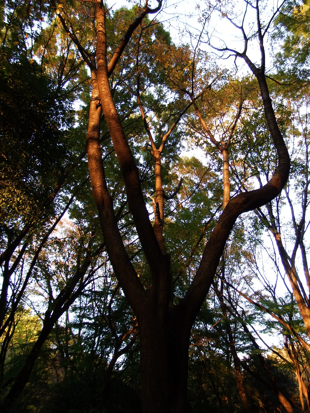 DSCF0960