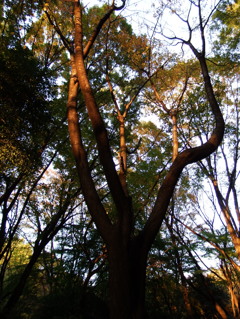 DSCF0960