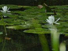 DSCN0131 (1)