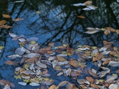 fullsizeoutput_7d31
