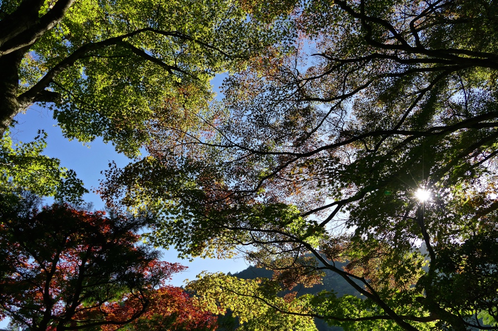 京都