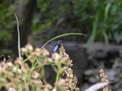 DSCN0134 (1)