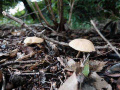 DSCF1010