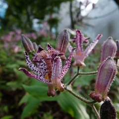 DSCF1181