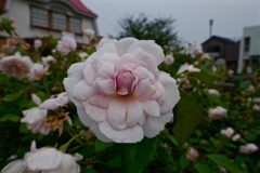 fullsizeoutput_85ef