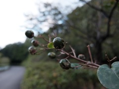 DSCF1007