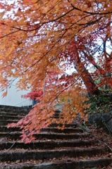 DSCF1554
