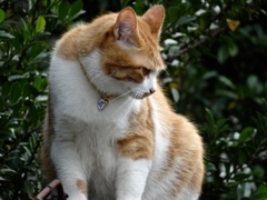 小竹向原