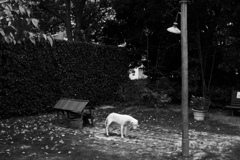 fullsizeoutput_976a