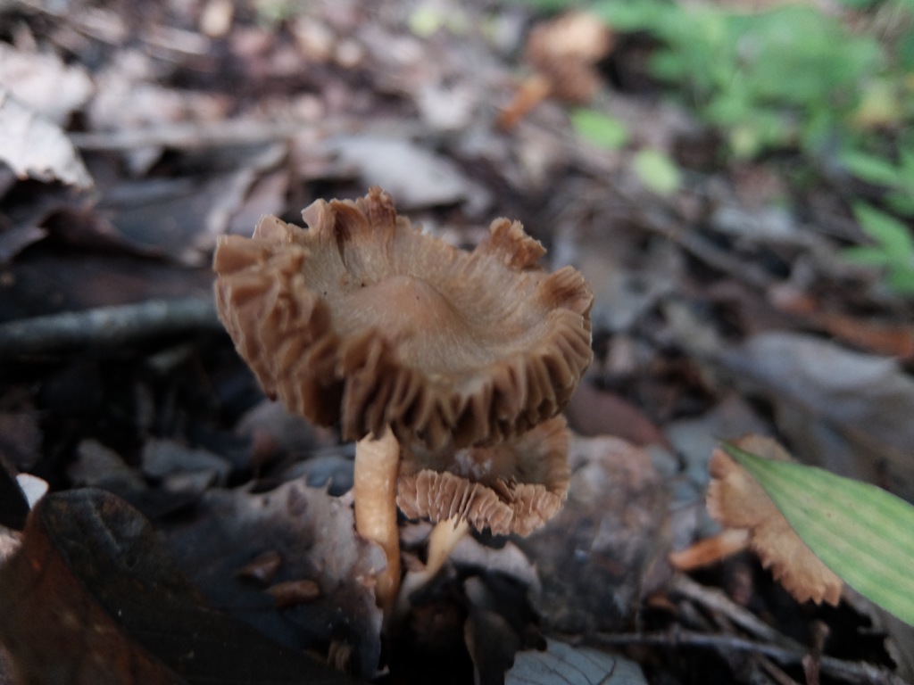 DSCF1021