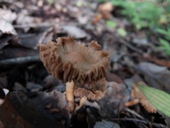 DSCF1021