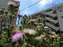 CIMG0299