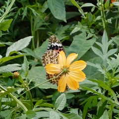DSCF1154
