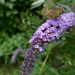 fullsizeoutput_896a