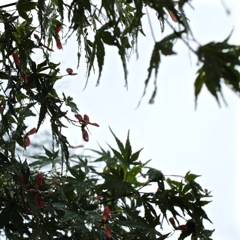 DSCF0560