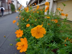 IMGP0176