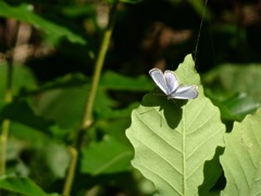 DSC00166 (1)