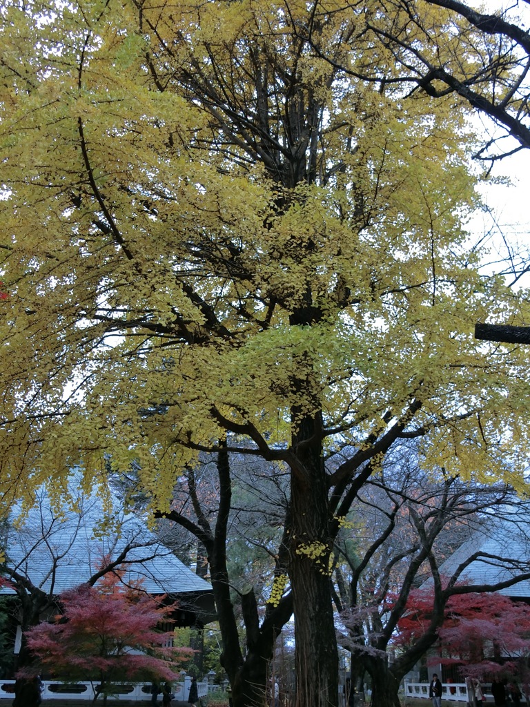CIMG0248