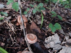 DSCF1022