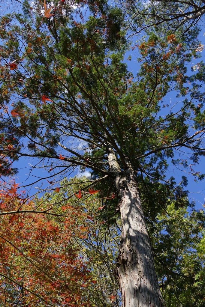 P1010947