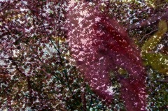 DSCF1518