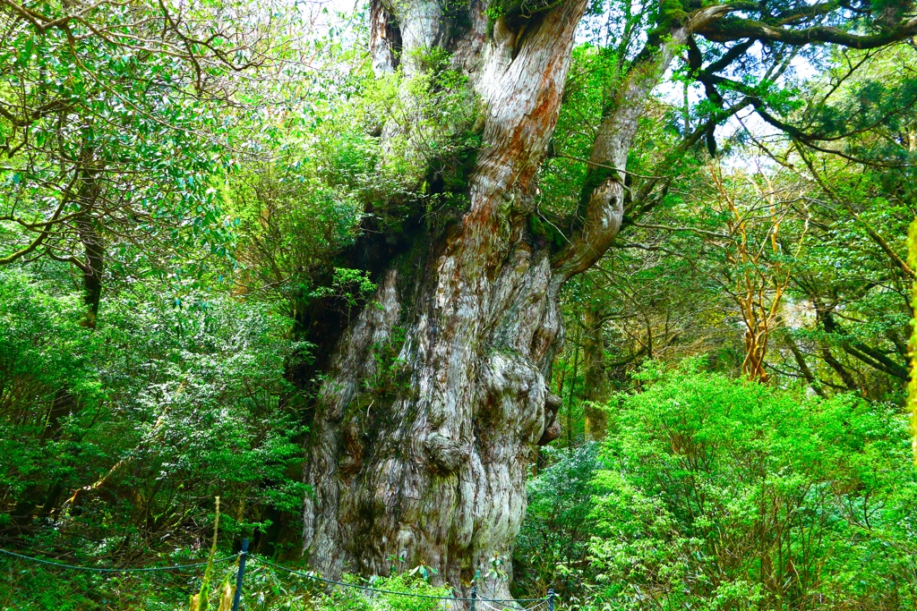 推定年齢7000年の縄文杉