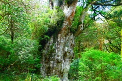 推定年齢7000年の縄文杉
