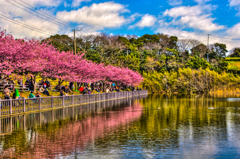 河津桜