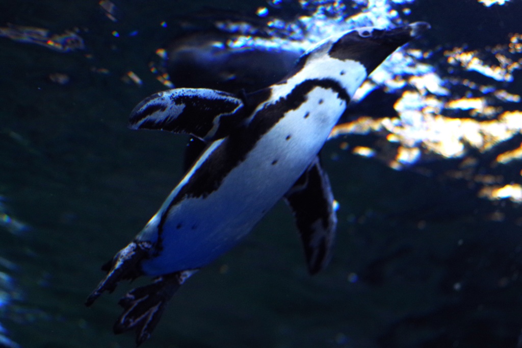 水中の鳥