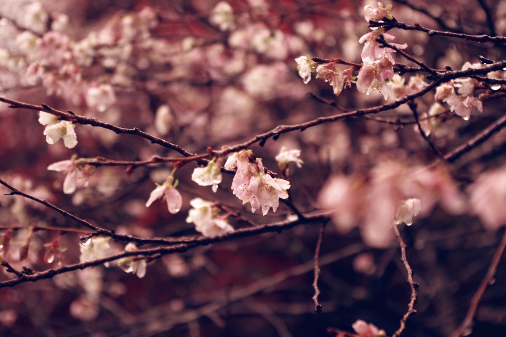 冬桜