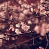 冬桜