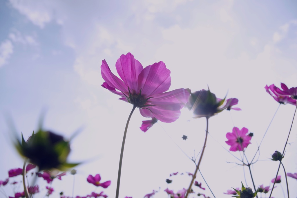 蒼天に向かって