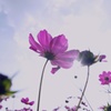 蒼天に向かって