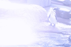 GUIN