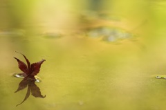 墜つ紅葉
