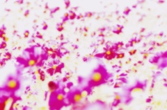 cosmos
