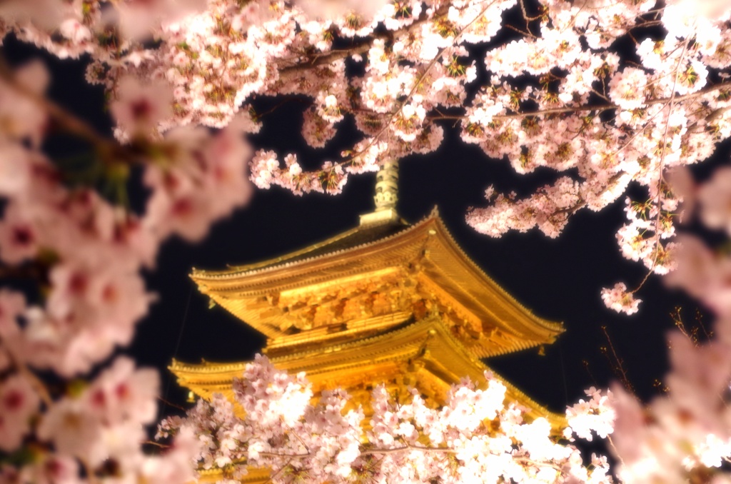 桜の中