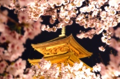 桜の中
