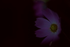 夜秋桜