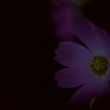 夜秋桜