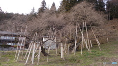 飛騨一宮水無神社03　臥龍桜